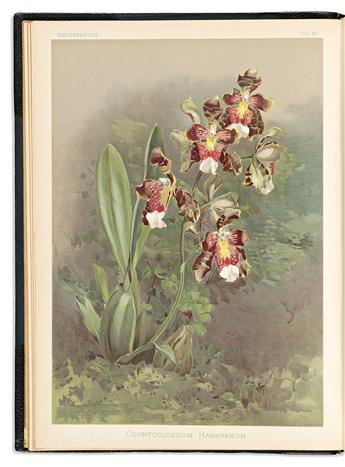 (BOTANICAL -- ORCHIDS.) Frederick Sander. Reichenbachia. Orchids Illustrated and Described.